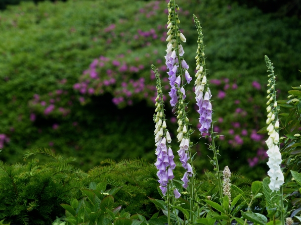 Bois des Moutiers fleuri I